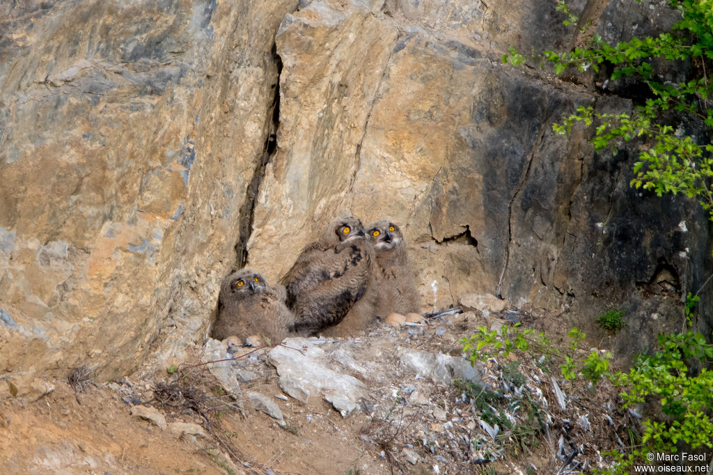 Eurasian Eagle-OwlPoussin, habitat, Reproduction-nesting
