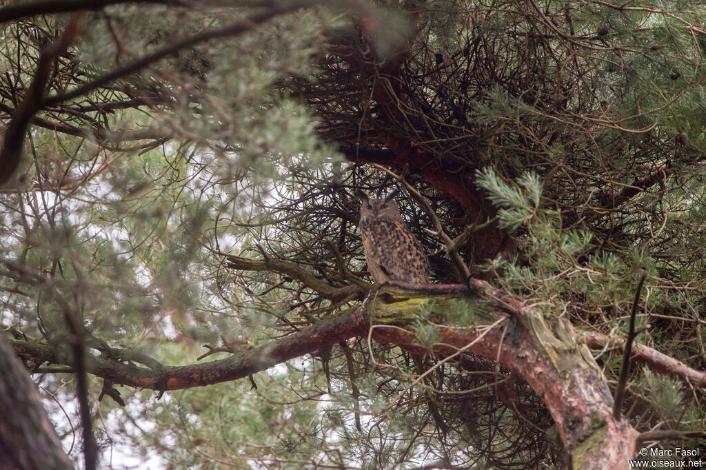 Grand-duc d'Europe mâle adulte, habitat, camouflage