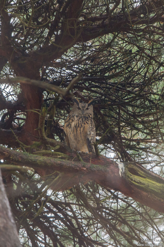 Grand-duc d'Europe mâle adulte nuptial, identification, camouflage