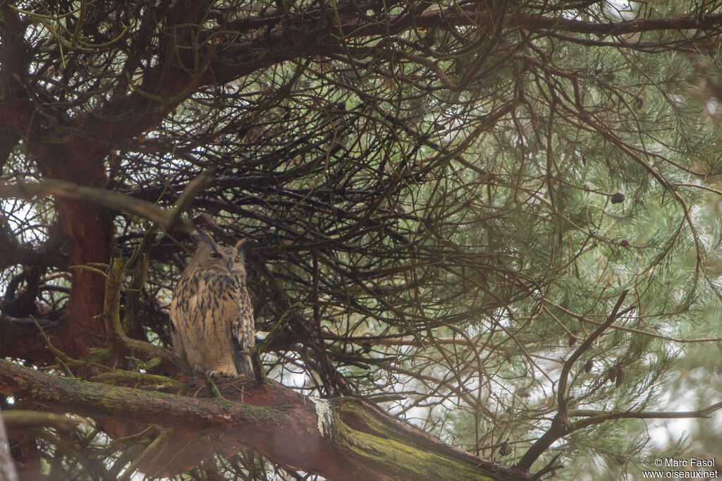 Grand-duc d'Europe mâle adulte, identification, camouflage
