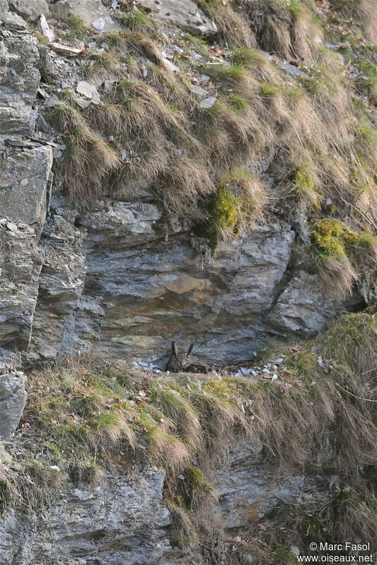 Eurasian Eagle-Owl female adult breeding, identification, Reproduction-nesting