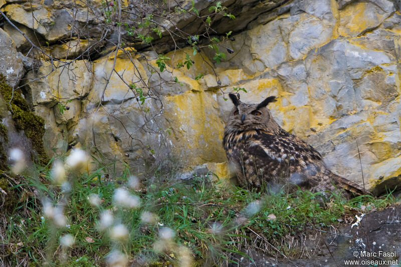 Eurasian Eagle-Owl male adult