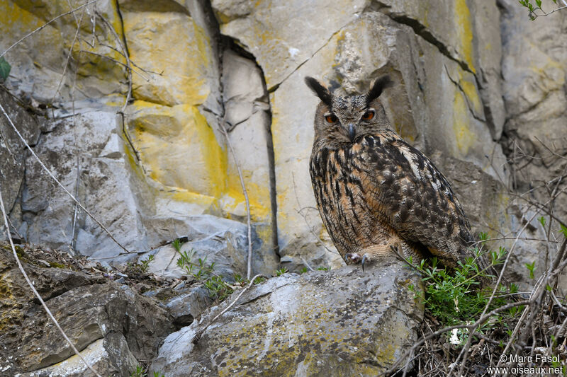 Eurasian Eagle-Owl male, identification