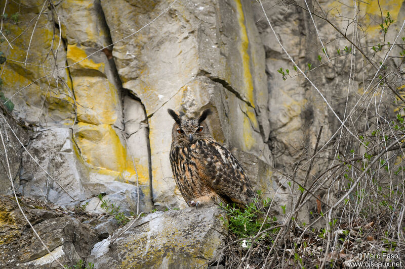 Grand-duc d'Europeadulte, identification