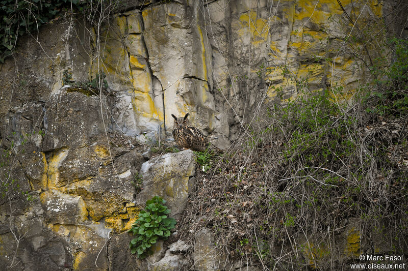 Grand-duc d'Europe mâle adulte, habitat