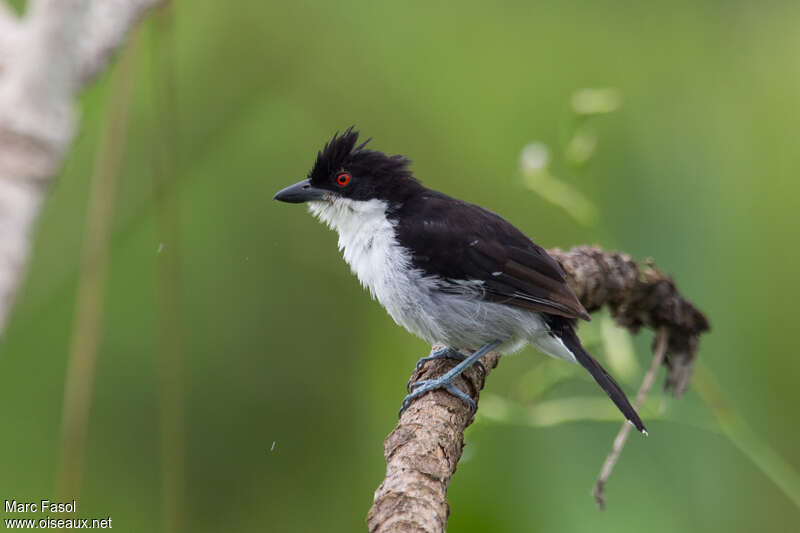 Great Antshrike male adult, identification