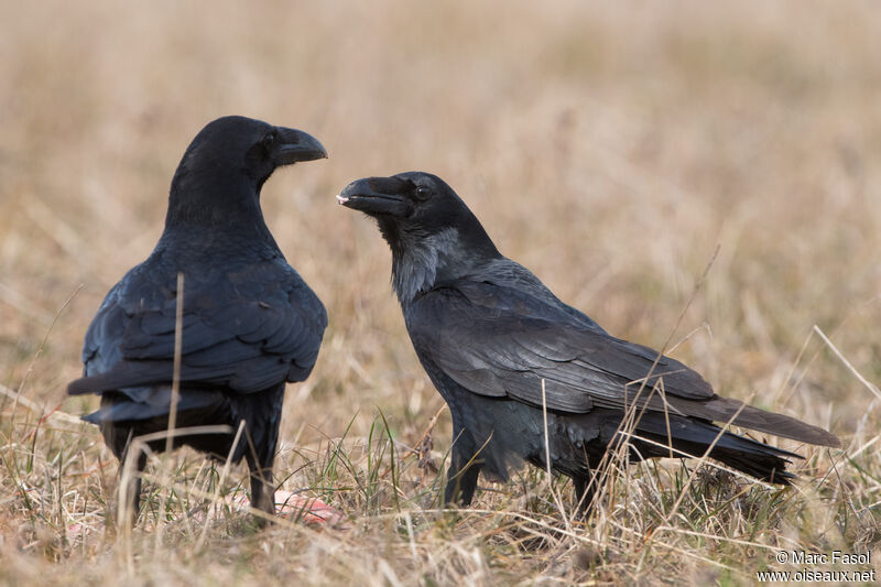 Northern Ravenadult, eats