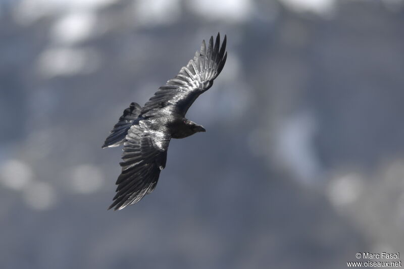 Northern Ravenadult breeding, Flight