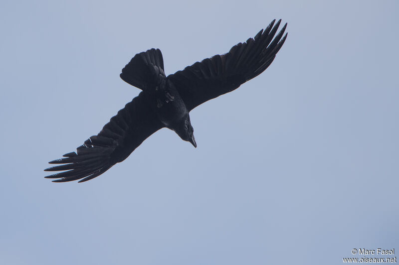 Northern Ravenadult, Flight