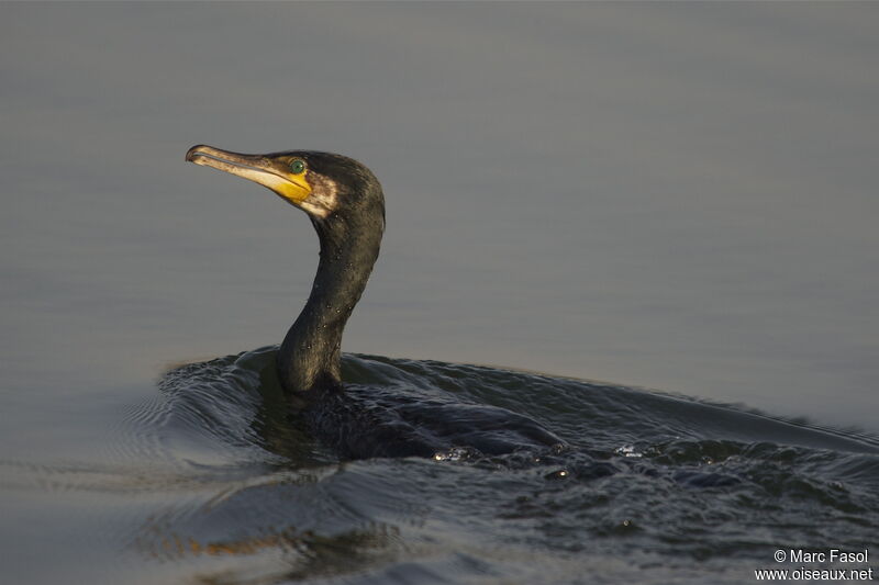 Great Cormorantadult, identification, Behaviour