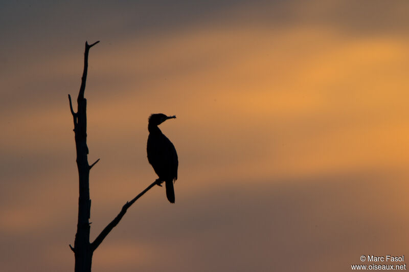 Great Cormorant