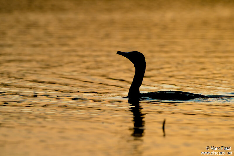 Grand Cormoransubadulte, nage