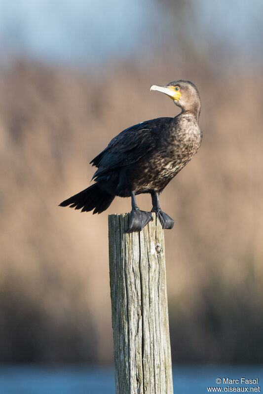 Great Cormorantimmature, identification