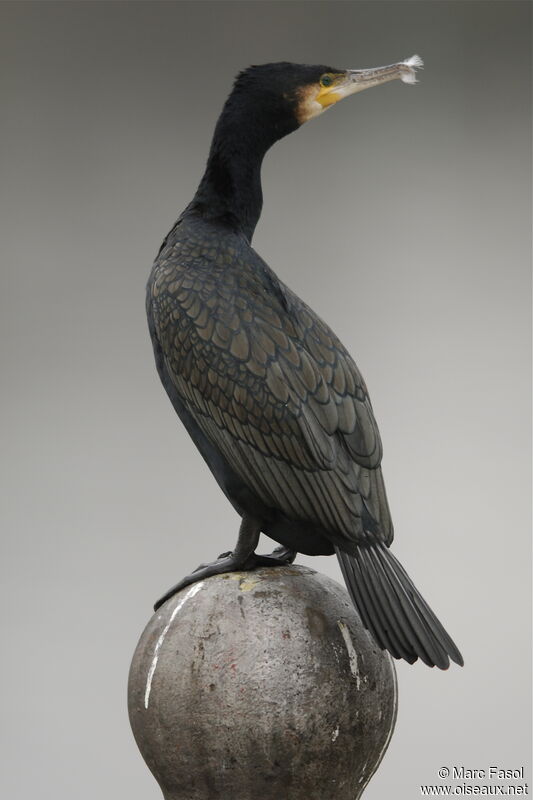 Great Cormorantadult post breeding, identification