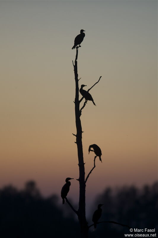 Great Cormorant, Behaviour