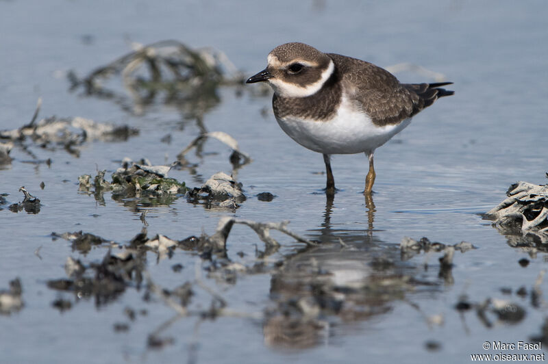 Common Ringed PloverFirst year, identification