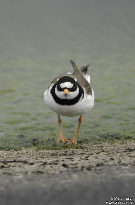 Common Ringed Ploveradult breeding, identification