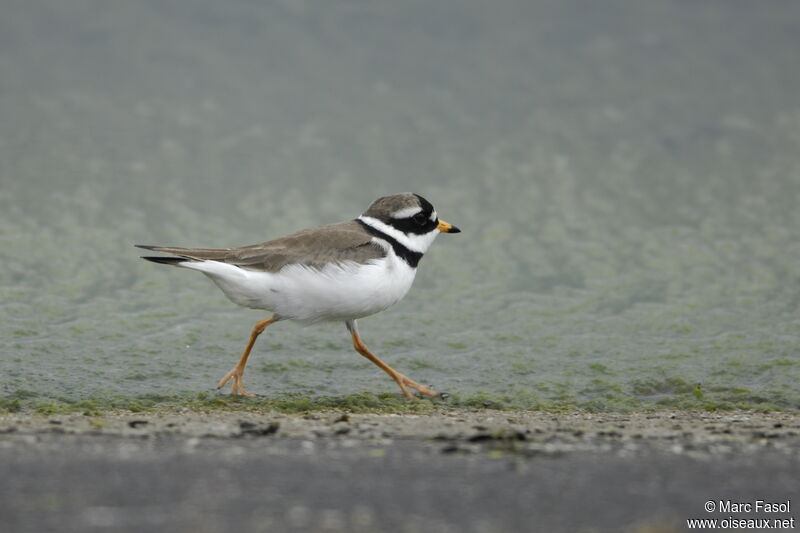 Common Ringed Ploveradult breeding, identification