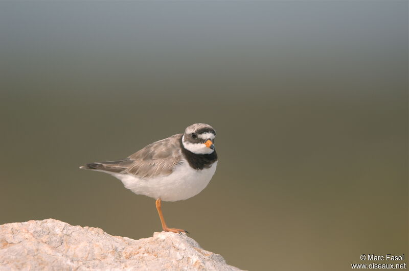 Common Ringed Ploveradult post breeding, identification