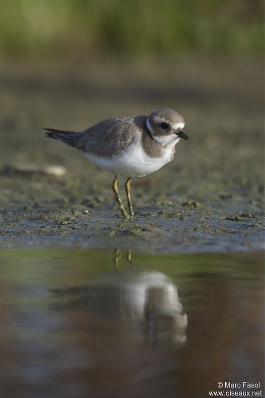 Common Ringed Ploverjuvenile, identification, Behaviour