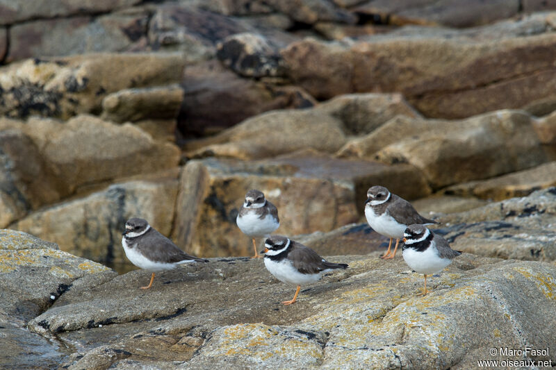 Common Ringed Plover