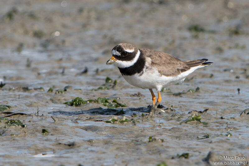 Common Ringed Ploveradult, identification, fishing/hunting