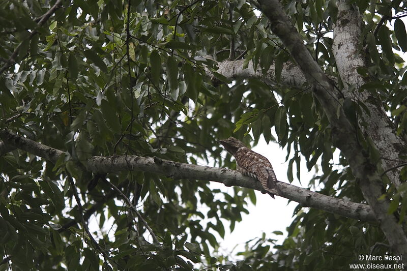 Great Potooadult, identification, Behaviour