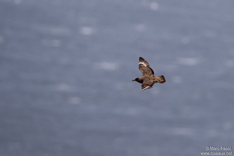 Great Skuaadult, Flight