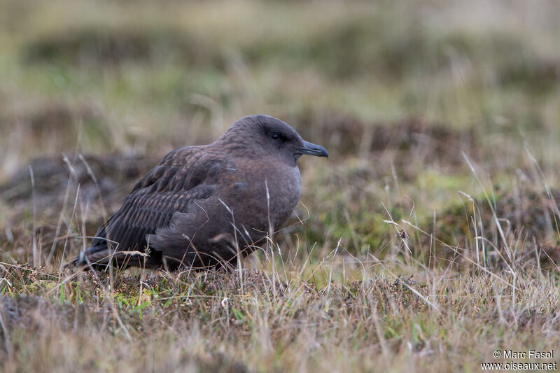 Great Skuajuvenile, identification