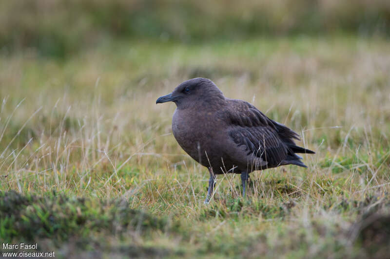 Great Skuajuvenile, identification