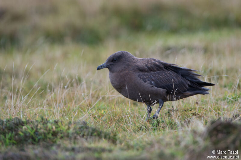 Great Skuajuvenile, identification