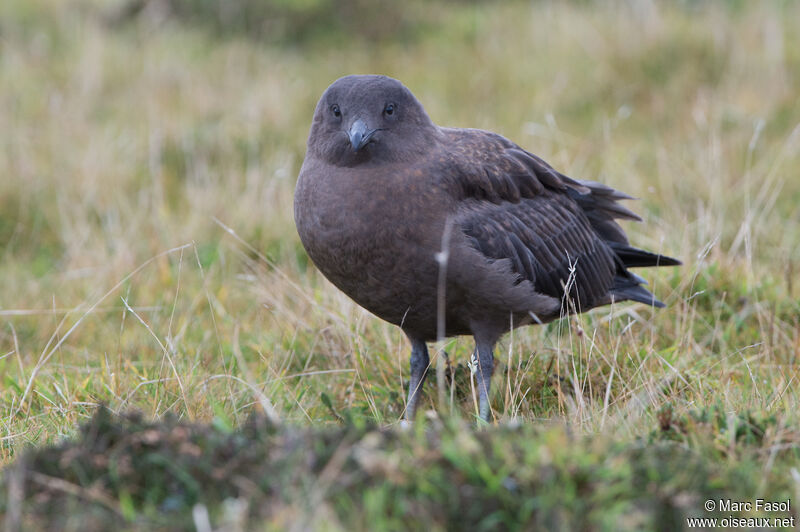 Great Skuajuvenile, identification