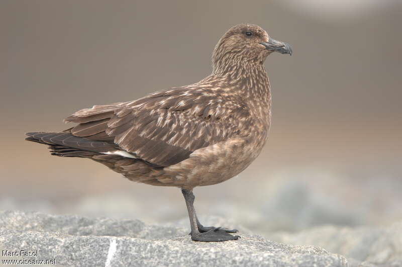 Great Skuaadult breeding, identification