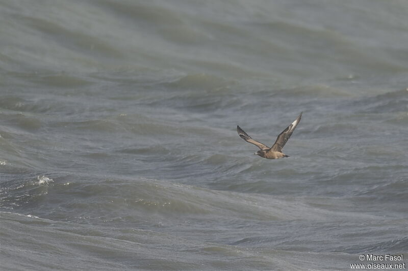 Great Skuajuvenile, Flight