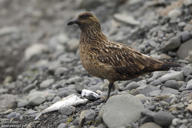 Great Skuaadult, identification, feeding habits, Behaviour