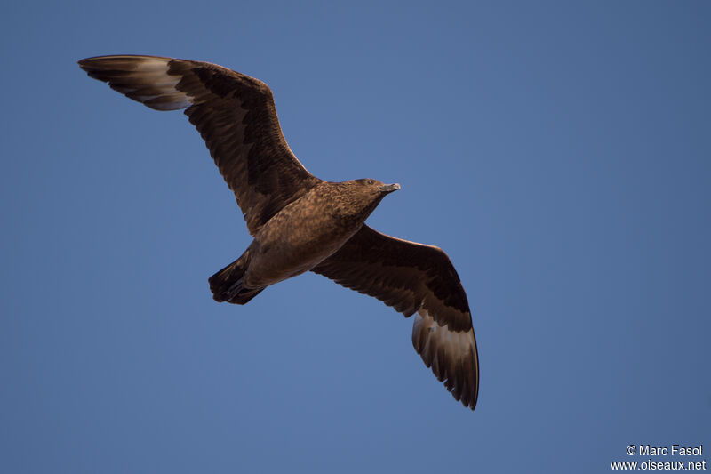 Great Skuaadult, Flight