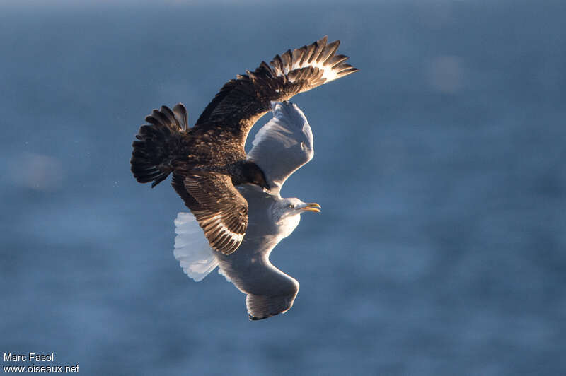 Great Skuaadult, Flight, fishing/hunting, Behaviour