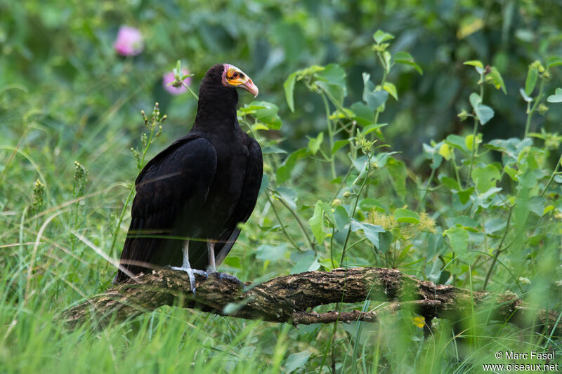 Greater Yellow-headed Vultureadult