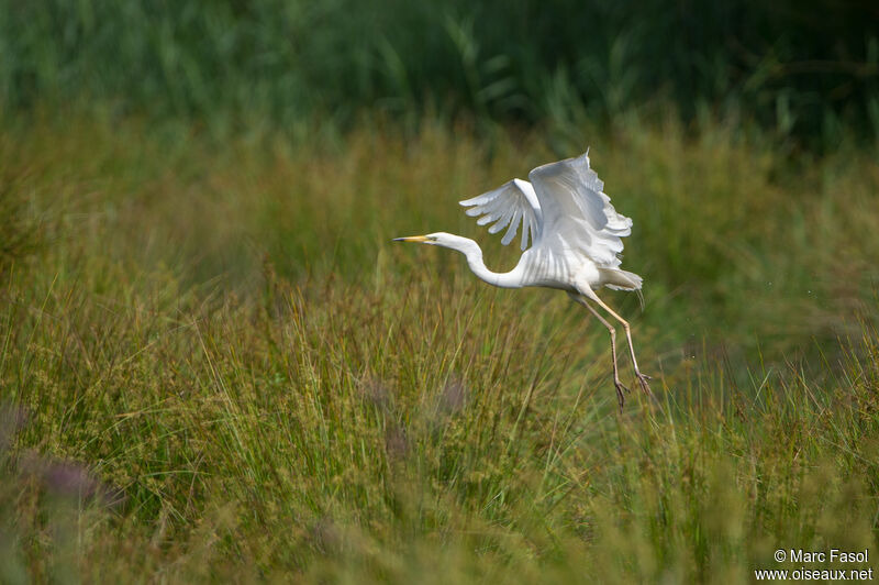 Great Egretadult, Flight