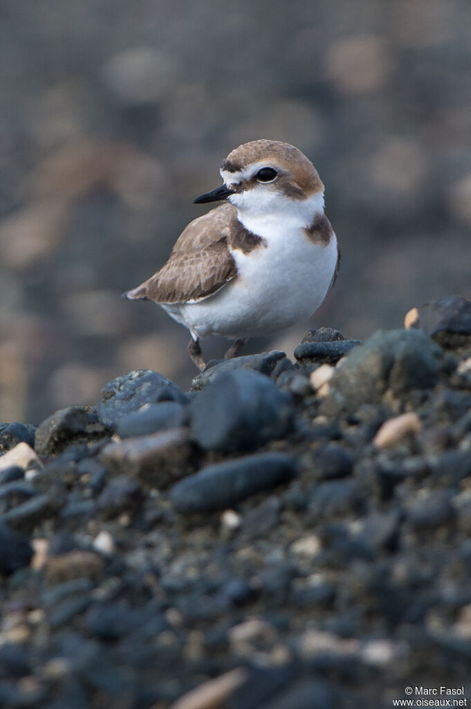 Kentish Plover - Pluvier à collier interrompu male adult, identification