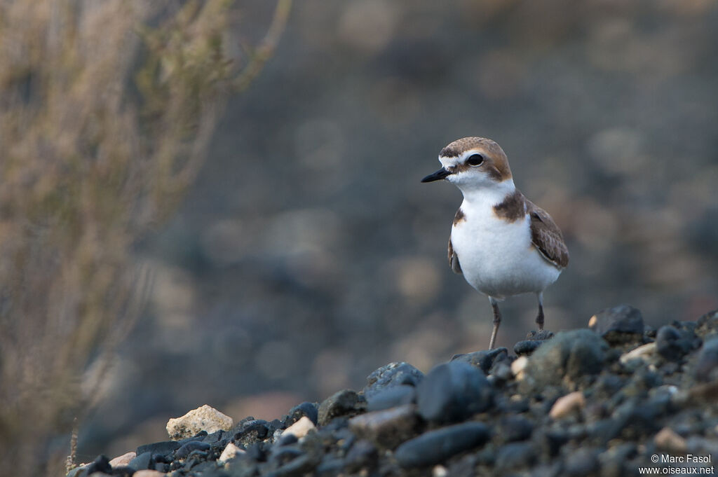 Kentish Plover - Pluvier à collier interrompu male adult breeding