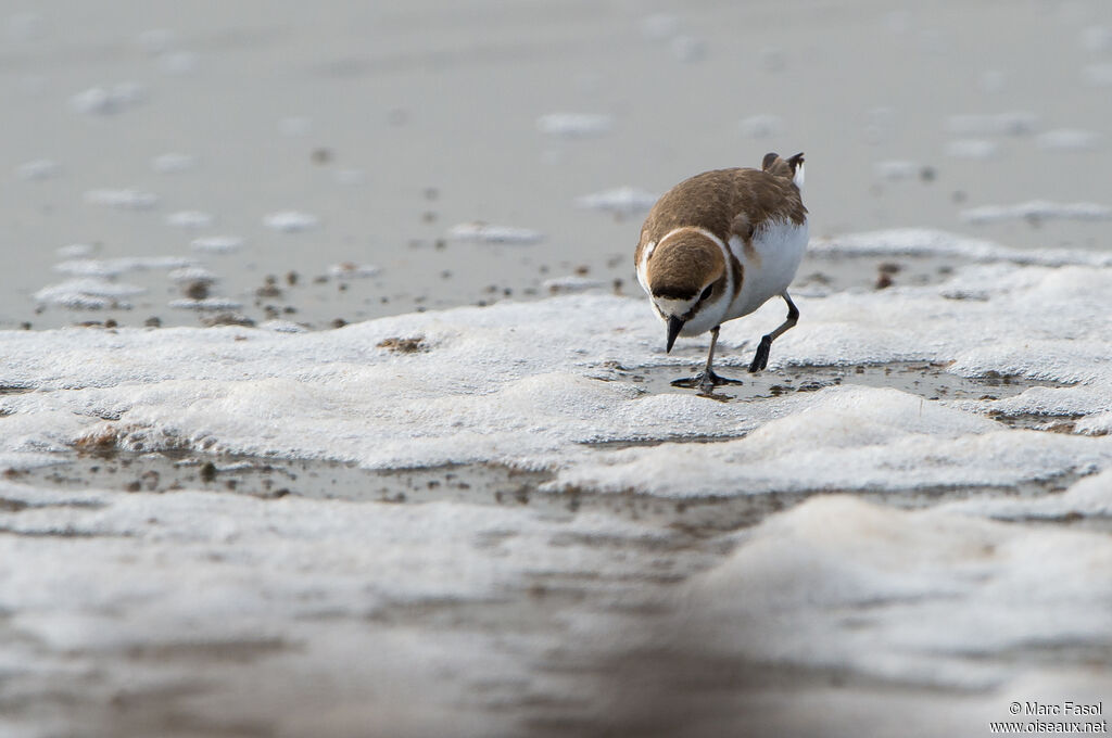 Kentish Plover - Pluvier à collier interrompu, identification, walking