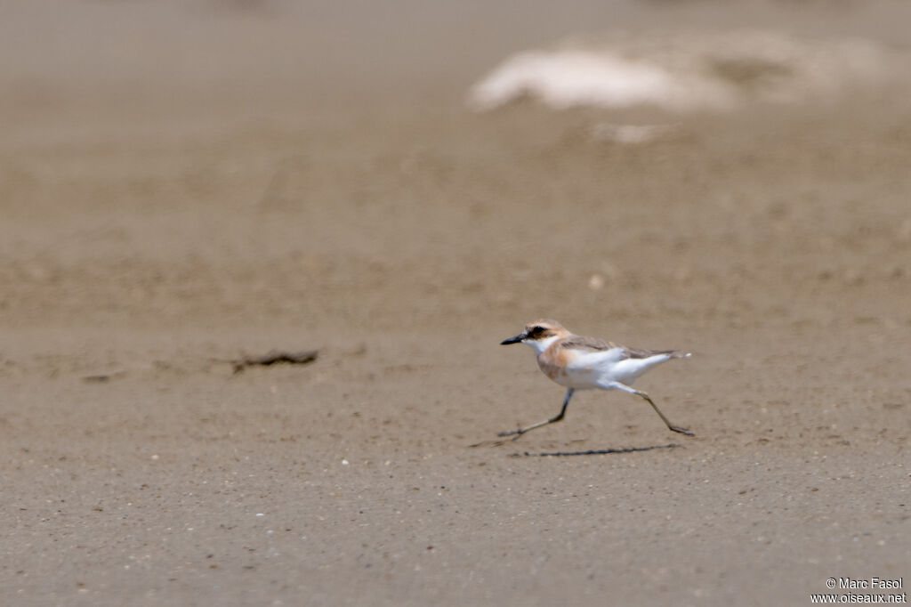 Gravelot de Leschenault