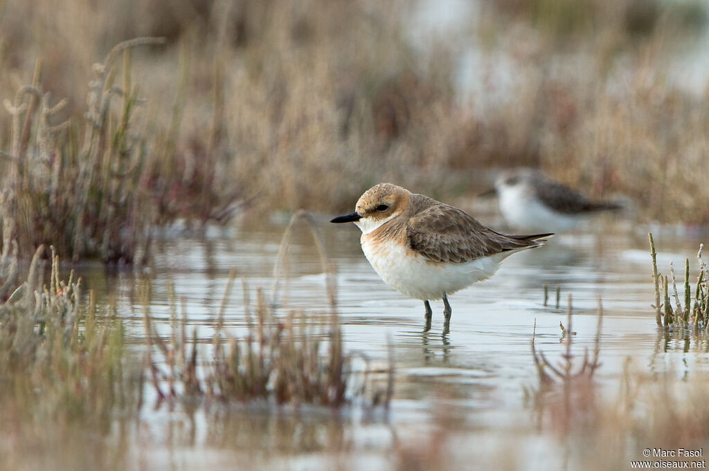 Gravelot de Leschenault