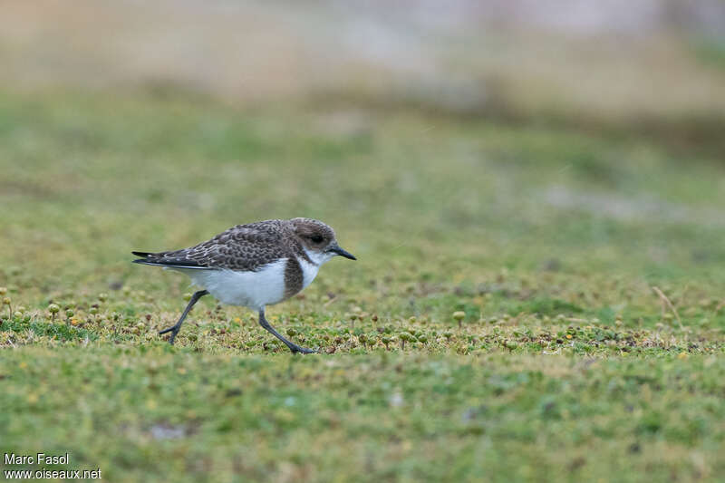 Gravelot des Falklandjuvénile, identification, marche