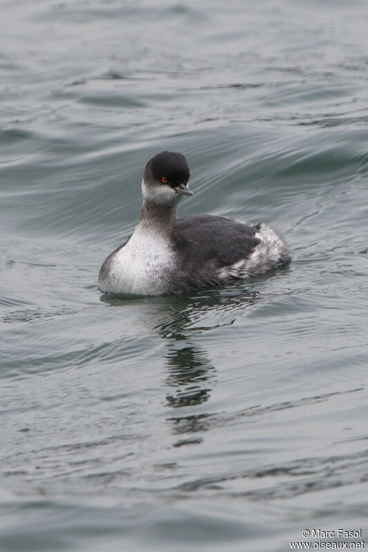 Black-necked Grebeadult post breeding, identification, swimming