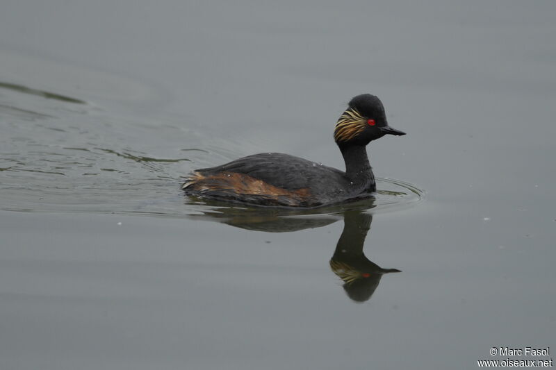 Black-necked Grebeadult breeding, identification