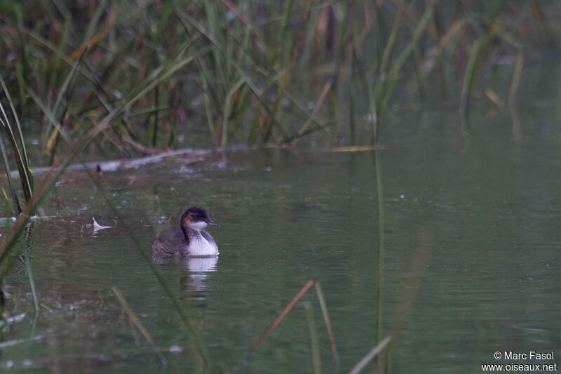 Grèbe à cou noirjuvénile, identification