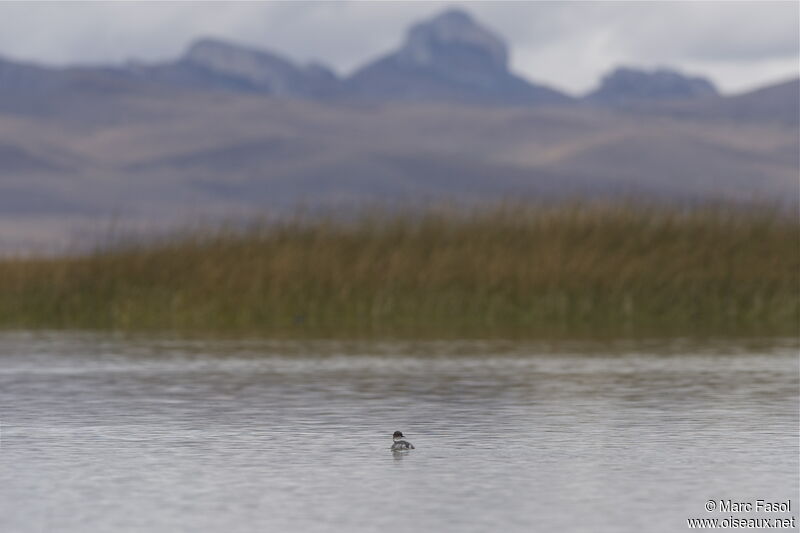 Silvery Grebeadult, identification