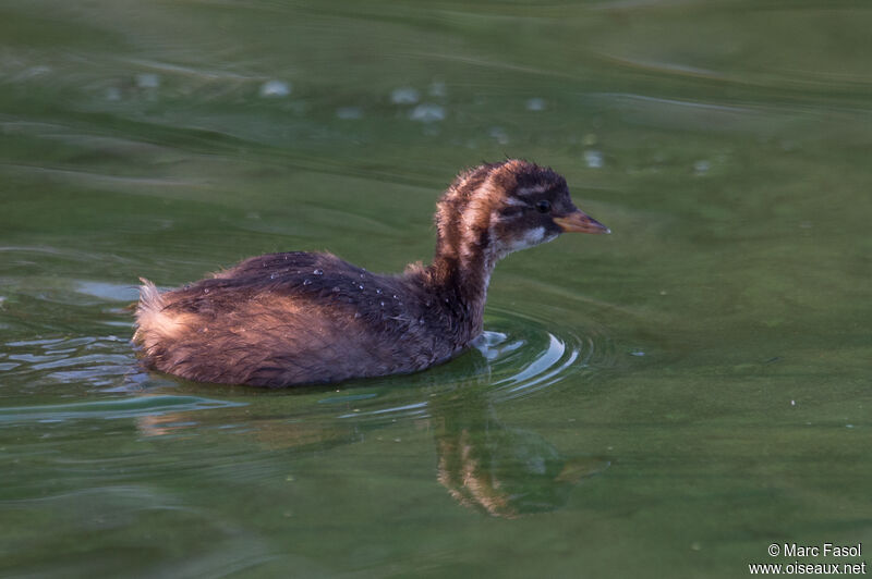 Little GrebePoussin, identification